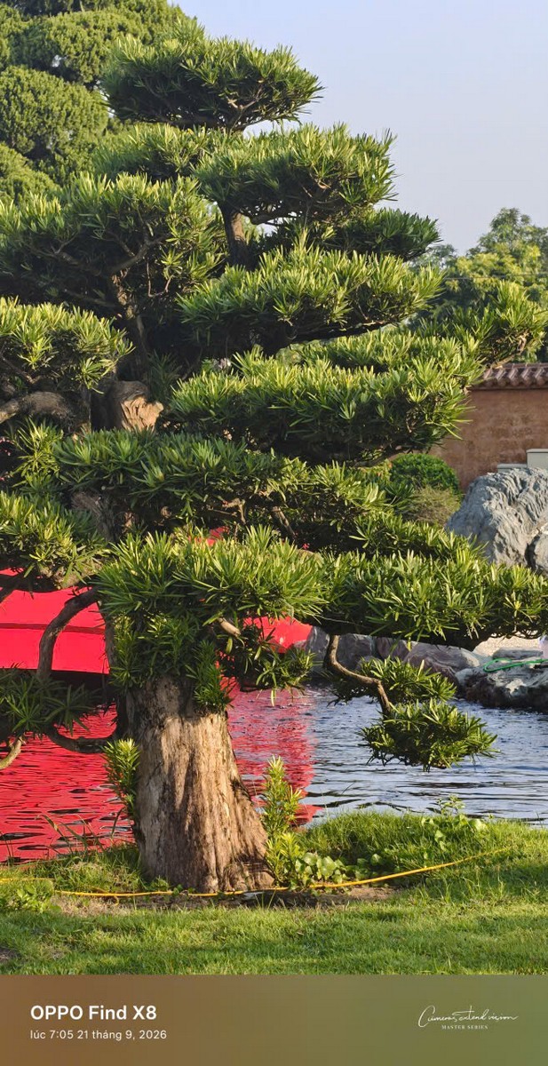 Cây cảnh bonsai sân chùa