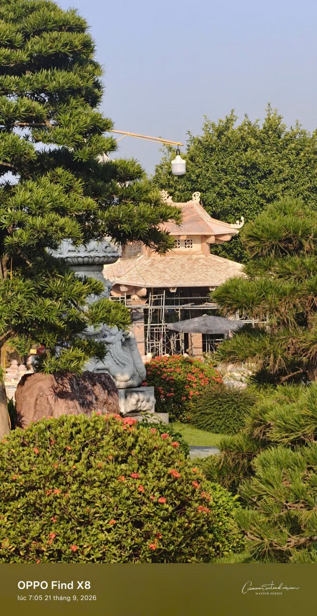 Cây thông dáng trực