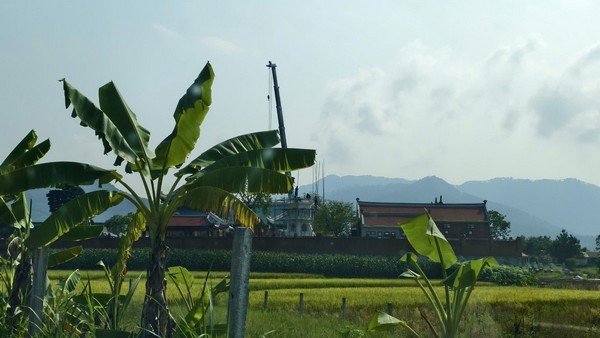 Rặng cây xanh bao bọc khuôn viên chùa
